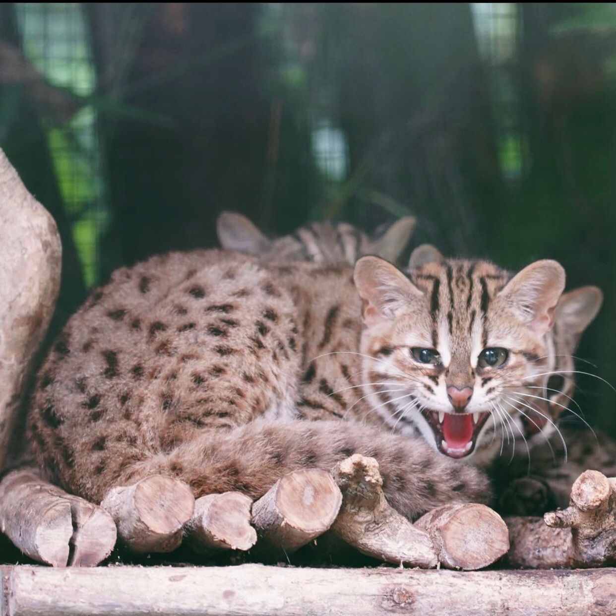 Pelepasan 4 ekor kucing hutan satwa yang di lindungi ke habitatnya